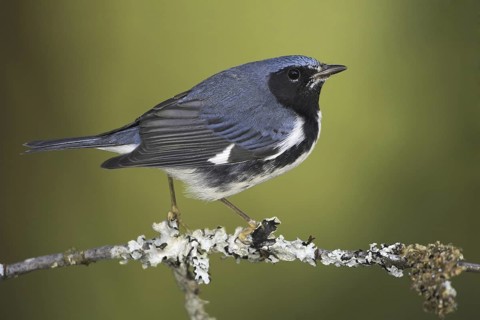 Black-throated Blue Warbler (Setophaga caerulescens) male, British Columbia, Canada