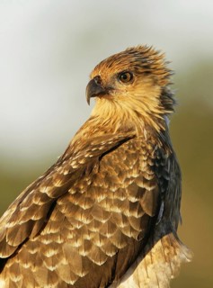 Whistling Kite (Haliastur sphenurus), Victoria, Australia