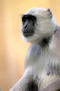 Northern plains gray langur (Semnopithecus entellus), adult, portrait, alert