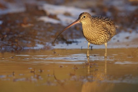Eurasian Curlew (Numenius arquata), Netherlands