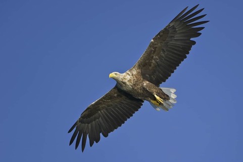 White-tailed Eagle (Haliaeetus albicilla) flying, Lower Saxony, Germany