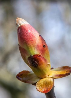 Chestnut bud in spring in Ystad, Skåne county, Sweden, Scandinavia