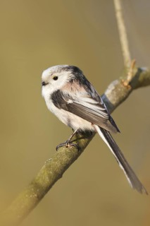 Long-tailed Tit (Aegithalos caudatus), Baden-Wuerttemberg, Germany