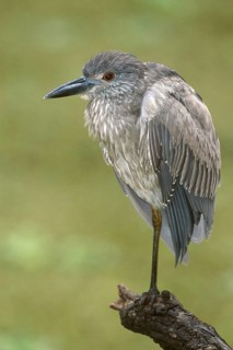 Yellow-crowned Night Heron (Nyctanassa violacea), Florida, USA