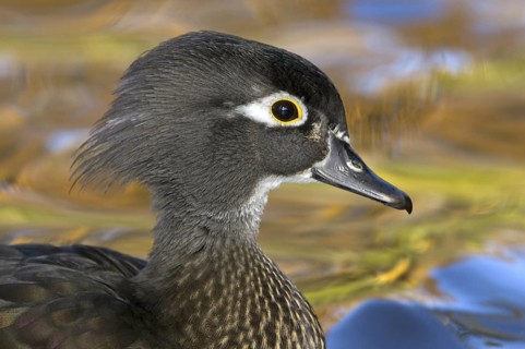 Wood Duck (Aix sponsa) female, British Columbia, Canada