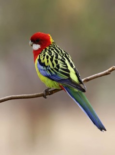Eastern Rosella (Platycercus eximius), Australian Capital Territory, Australia