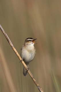 Sedge Warbler (Acrocephalus schoenobaenus) singing, Lake Neusiedl, Austria