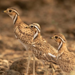 Three-banded Courser (Rhinoptilus cinctus), Kakamega Forest, Kenya