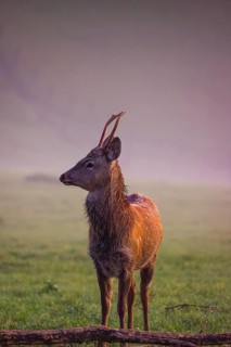 A Sambar stag (Rusa unicolor), stands on a misty meadow in first morning light