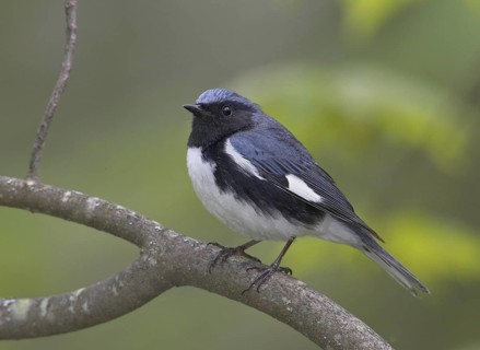 Black-throated Blue Warbler (Setophaga caerulescens) male, Michigan, USA