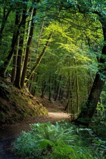 A forest path in a forest with various deciduous trees, a chestnut tree on the right, a fern in the