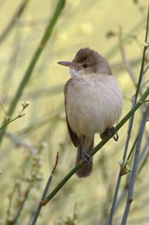 Australian Reed Warbler (Acrocephalus australis) perched on a twig, Victoria, Australia
