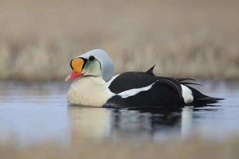 King Eider (Somateria spectabilis) male, Alaska, USA