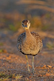 Red-crested Korhaan (Lophotis ruficrista), Kruger Park, South Africa