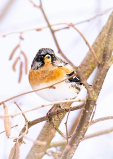 Brambling (Fringilla montifringilla) as a winter visitor at the bird feeder, standing in a hazel