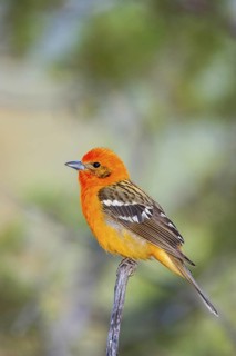Flame-colored Tanager Piranga bidentata Madera Canyon, Santa Cruz County, Arizona, USA 8 April