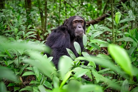 Chimpanzee (Pan Troglodytes), male on the ground, jungle in Kibale National Park, Uganda