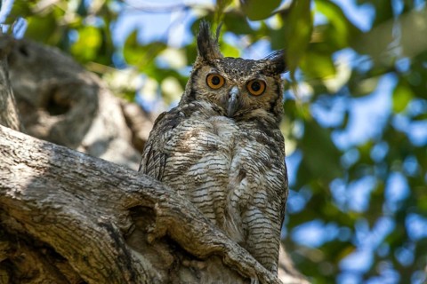 Choliba screech owl (Megascops choliba), South Africa