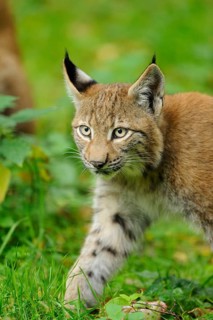 A young lynx runs through dense grass in the forest, alert and curious, Eurasian lynx (Lynx lynx),