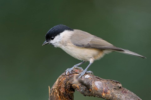 Sumpfmeise (Poecile palustris), Marsh tit, Altvogel, Oktober, NSG Dingdener Heide,
