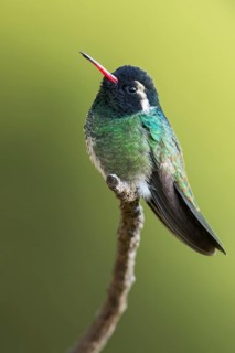 White-eared Hummingbird (Hylocharis leucotis) perched on a branch in Oaxaca, Mexico