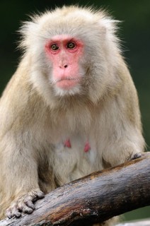 Portrait of a snow monkey with a red face and thick fur on a branch, red-faced macaque (Macaca