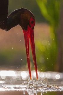 Black Stork (Ciconia nigra) hunting, Pusztaszer, Hungary