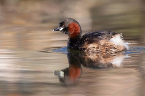 Little Grebe (Tachybaptus ruficollis), Saxony, Germany