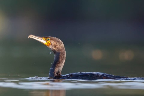 Great Cormorant (Phalacrocorax carbo), North Rhine-Westphalia, Germany