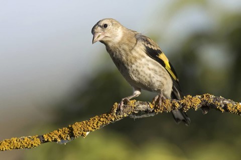 European Goldfinch (Carduelis carduelis) juvenile, Castile-La Mancha, Spain