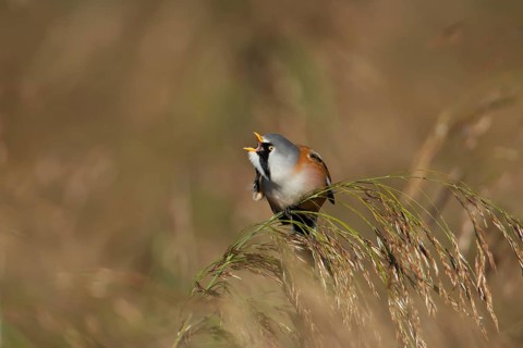 Bearded tit or reedling (Panurus biarmicus) adult male bird preening on a Common reed seedhead,