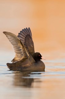 Eurasian Coot (Fulica atra) flapping, Rhineland-Palatinate, Germany