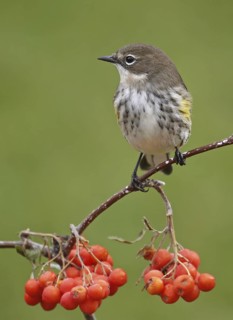 Myrtle Warbler (Setophaga coronata coronata), Saskatchewan, Canada