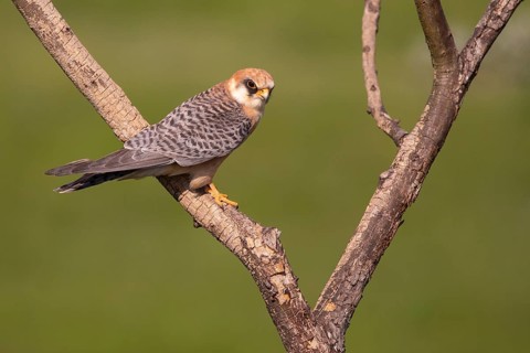 Red-footed Falcon (Falco vespertinus) female perched on a branch, Subotica, Serbia