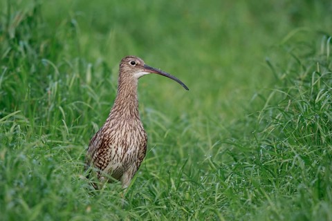 Eurasian Curlew (Numenius arquata) female, North Rhine-Westpalia, Germany