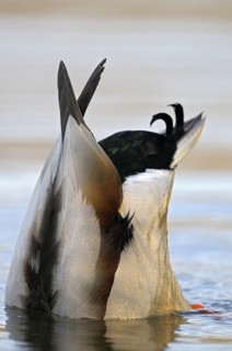 Stockente (Anas platyrhynchos), Mallard, gruendelnder Erpel, Nahrungssuche, morgens, Maerz,