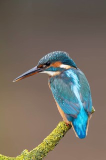 Common kingfisher (Alcedo atthis) adult female bird on a tree branch, England, United Kingdom