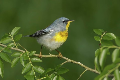 Northern Parula (Setophaga americana), Texas, USA