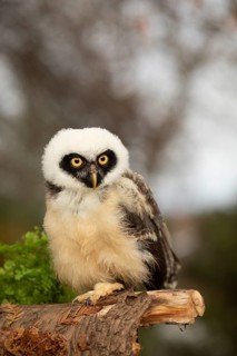 Spectacled Owl (Pulsatrix perspicillata) captive, juvenile perched on a log, Germany