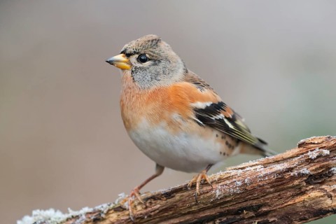 Brambling (Fringilla montifringilla) male perched on a branch, Lower Saxony, Germany