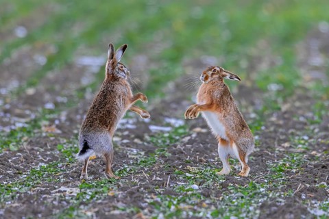 European brown hares (Lepus europaeus) female / doe boxing / fighting with male / buck in field