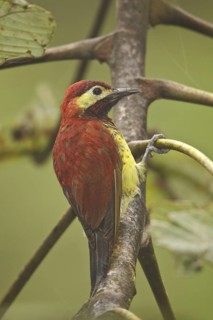 Crimson-mantled Woodpecker (Colaptes rivolii), Ecuador