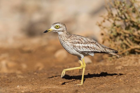 Eurasian Stone-curlew (Burhinus oedicnemus) juvenile, Eilat, Israel