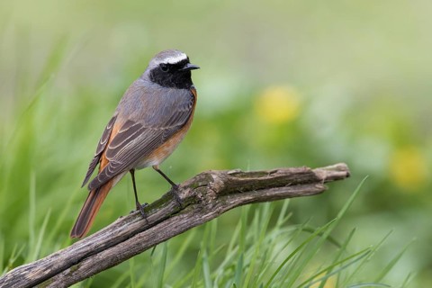 Common Redstart (Phoenicurus phoenicurus) male perched on an old tree trunk, Poland