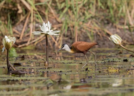 African Jacana (Actophilornis africanus) foraging, Gambia