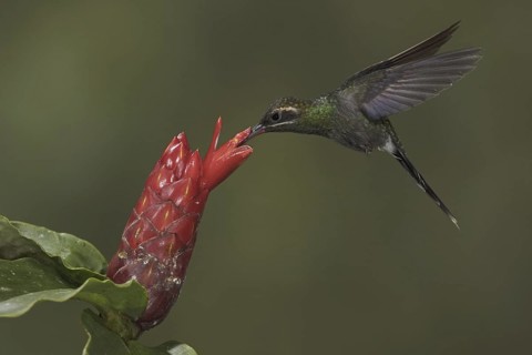 White-whiskered Hermit (Phaethornis yaruqui), Ecuador