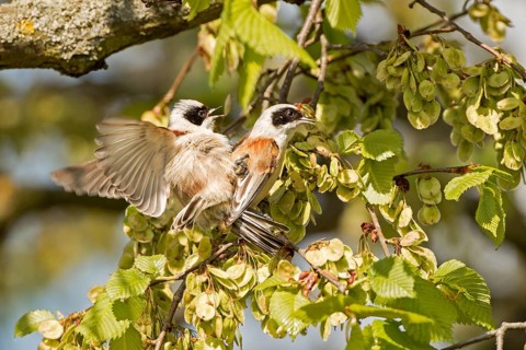 Eurasian Penduline Tit (Remiz pendulinus) pair mating, Saxony-Anhalt, Germany