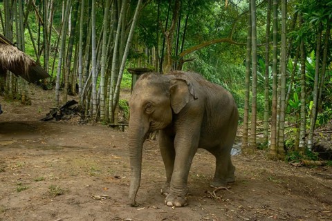 A young Asian elephant roams amidst a dense bamboo forest in Thailand. The tranquil scene captures