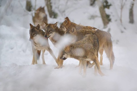 Several wolves moving in the snow, a wintry forest scene, winter, wolf (Canis lupus), Germany