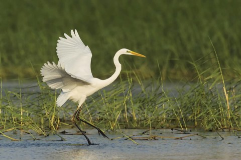 Great Egret (Ardea alba), Eilat, Israel